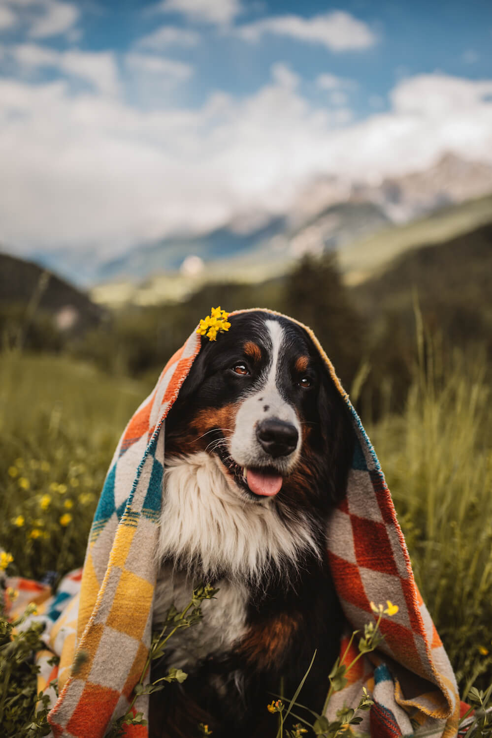 Dog wrapped in a colorful blanket with mountains in the background